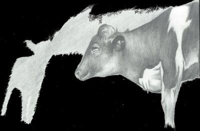 Cow and baby memories cropped